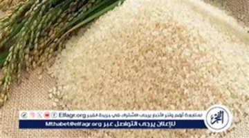 تحديث يومي.. أسعار طن الأرز في المنيا السبت 13 ديسمبر 2025